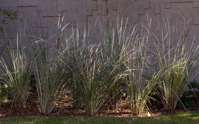 No jardim da entrada, o paisagista Alexandre Galhego optou por plantas esculturais com folhagens grandes para chamar atenção sensorial dos visitantes (Expoflora 2015)